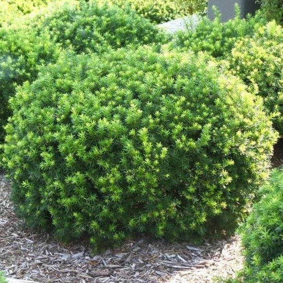 Shrubs for Sale