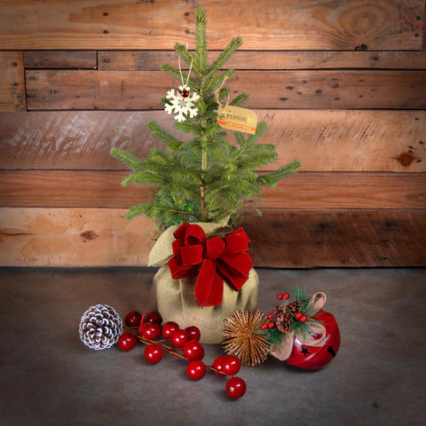 Tabletop Christmas Trees | Live Mini Christmas Trees